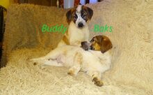 BAKS, Hund, Mischlingshund in Russische Föderation - Bild 18