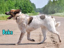 BAKS, Hund, Mischlingshund in Russische Föderation - Bild 2