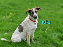 BAKS, Hund, Mischlingshund in Russische Föderation - Bild 3