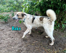 BAKS, Hund, Mischlingshund in Russische Föderation - Bild 4