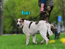 BAKS, Hund, Mischlingshund in Russische Föderation - Bild 5