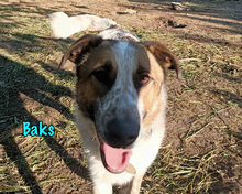 BAKS, Hund, Mischlingshund in Russische Föderation - Bild 6