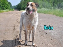 BAKS, Hund, Mischlingshund in Russische Föderation - Bild 7