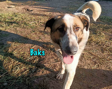 BAKS, Hund, Mischlingshund in Russische Föderation - Bild 8