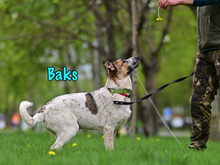 BAKS, Hund, Mischlingshund in Russische Föderation - Bild 9