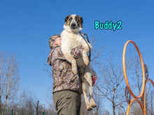 BUDDY2, Hund, Mischlingshund in Russische Föderation - Bild 10