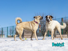 BUDDY2, Hund, Mischlingshund in Russische Föderation - Bild 13