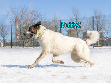 BUDDY2, Hund, Mischlingshund in Russische Föderation - Bild 14