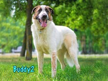 BUDDY2, Hund, Mischlingshund in Russische Föderation - Bild 15
