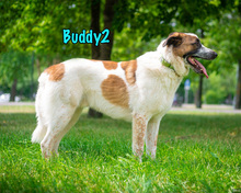 BUDDY2, Hund, Mischlingshund in Russische Föderation - Bild 16