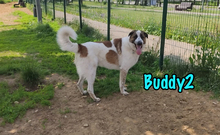 BUDDY2, Hund, Mischlingshund in Russische Föderation - Bild 18