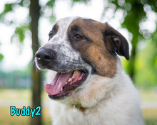 BUDDY2, Hund, Mischlingshund in Russische Föderation - Bild 19