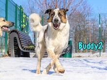 BUDDY2, Hund, Mischlingshund in Russische Föderation - Bild 2