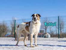 BUDDY2, Hund, Mischlingshund in Russische Föderation - Bild 20