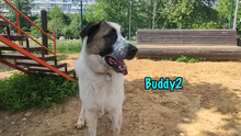 BUDDY2, Hund, Mischlingshund in Russische Föderation - Bild 22