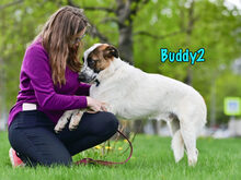 BUDDY2, Hund, Mischlingshund in Russische Föderation - Bild 23