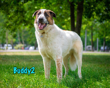 BUDDY2, Hund, Mischlingshund in Russische Föderation - Bild 24