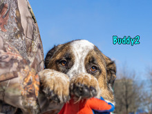 BUDDY2, Hund, Mischlingshund in Russische Föderation - Bild 25