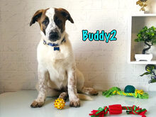 BUDDY2, Hund, Mischlingshund in Russische Föderation - Bild 26