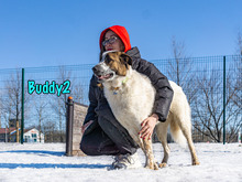 BUDDY2, Hund, Mischlingshund in Russische Föderation - Bild 27
