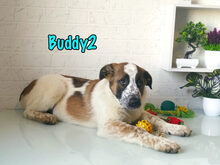 BUDDY2, Hund, Mischlingshund in Russische Föderation - Bild 28