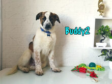 BUDDY2, Hund, Mischlingshund in Russische Föderation - Bild 29
