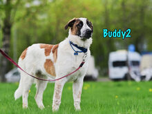 BUDDY2, Hund, Mischlingshund in Russische Föderation - Bild 3