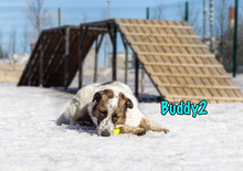 BUDDY2, Hund, Mischlingshund in Russische Föderation - Bild 32