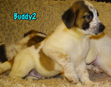 BUDDY2, Hund, Mischlingshund in Russische Föderation - Bild 33