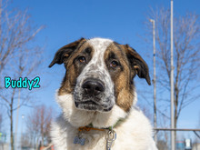 BUDDY2, Hund, Mischlingshund in Russische Föderation - Bild 4