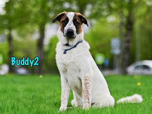 BUDDY2, Hund, Mischlingshund in Russische Föderation - Bild 5