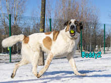 BUDDY2, Hund, Mischlingshund in Russische Föderation - Bild 6