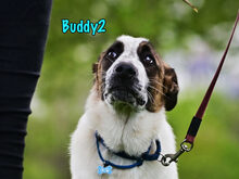 BUDDY2, Hund, Mischlingshund in Russische Föderation - Bild 7