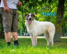 BUDDY2, Hund, Mischlingshund in Russische Föderation - Bild 8
