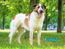BUDDY2, Hund, Mischlingshund in Russische Föderation - Bild 9