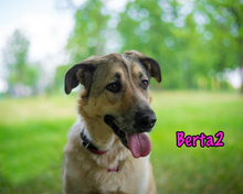 BERTA2, Hund, Mischlingshund in Russische Föderation - Bild 10