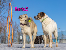 BERTA2, Hund, Mischlingshund in Russische Föderation - Bild 12