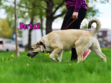 BERTA2, Hund, Mischlingshund in Russische Föderation - Bild 13