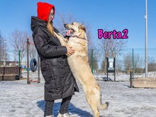 BERTA2, Hund, Mischlingshund in Russische Föderation - Bild 14