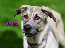 BERTA2, Hund, Mischlingshund in Russische Föderation - Bild 15