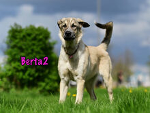 BERTA2, Hund, Mischlingshund in Russische Föderation - Bild 17