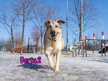 BERTA2, Hund, Mischlingshund in Russische Föderation - Bild 18