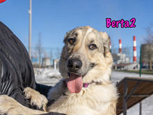 BERTA2, Hund, Mischlingshund in Russische Föderation - Bild 19