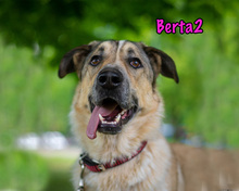 BERTA2, Hund, Mischlingshund in Russische Föderation - Bild 2