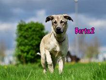 BERTA2, Hund, Mischlingshund in Russische Föderation - Bild 20