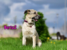 BERTA2, Hund, Mischlingshund in Russische Föderation - Bild 21