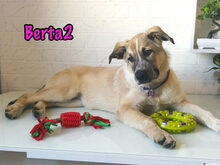 BERTA2, Hund, Mischlingshund in Russische Föderation - Bild 22