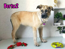 BERTA2, Hund, Mischlingshund in Russische Föderation - Bild 23
