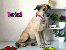 BERTA2, Hund, Mischlingshund in Russische Föderation - Bild 24