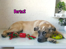 BERTA2, Hund, Mischlingshund in Russische Föderation - Bild 25